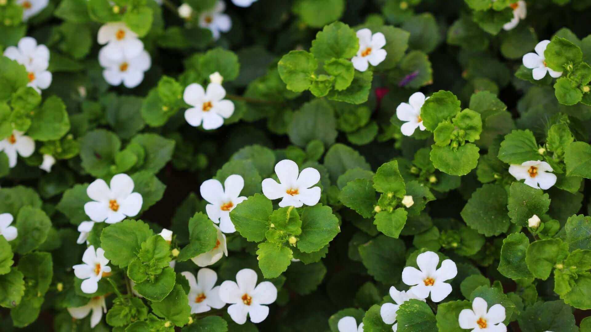 Bacopa monnieri flowers