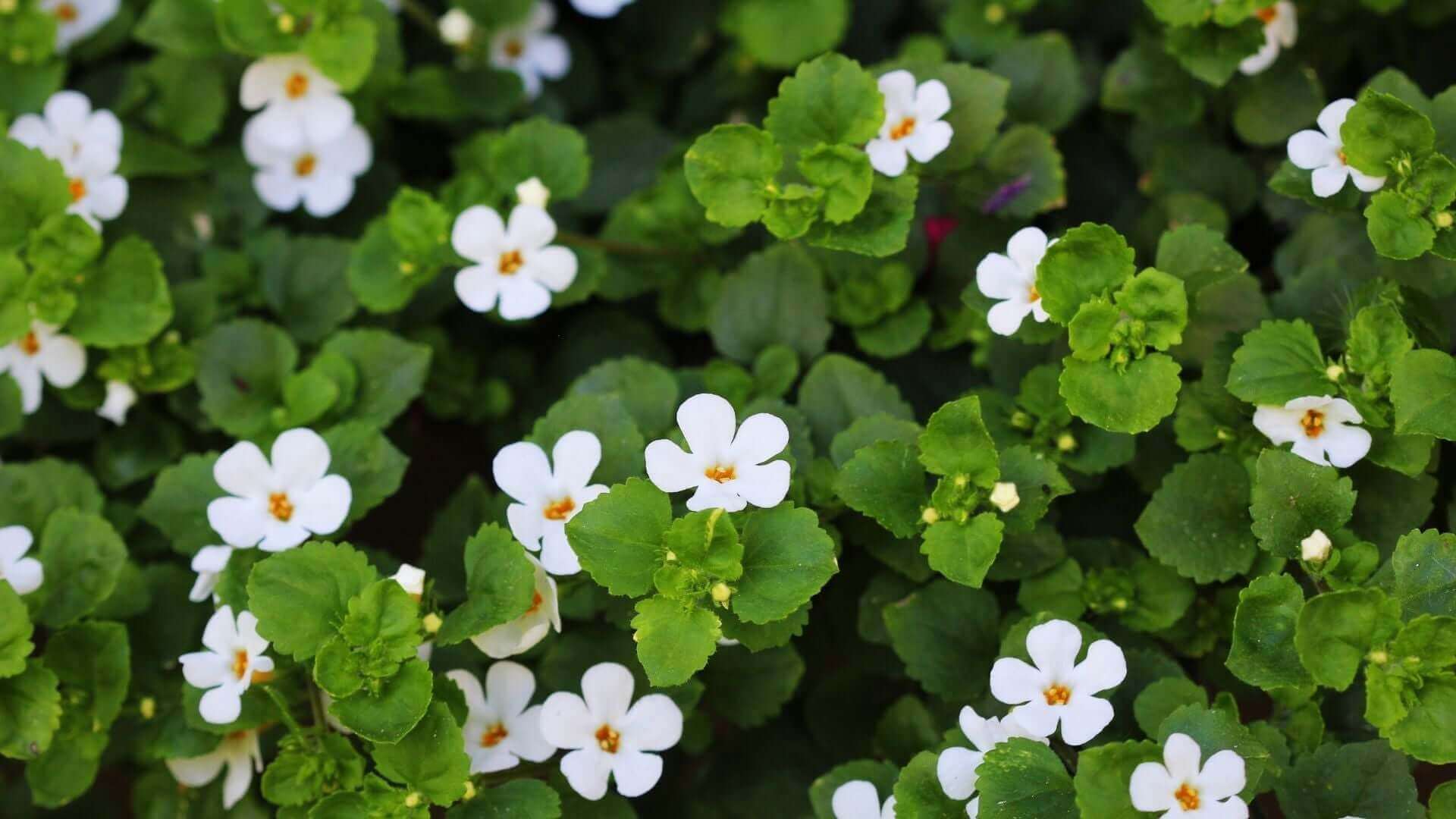 Bacopa monnieri flowers