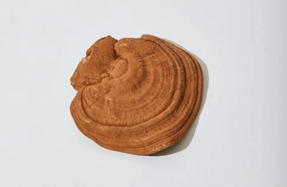 The power of chaga and reishi mushroom