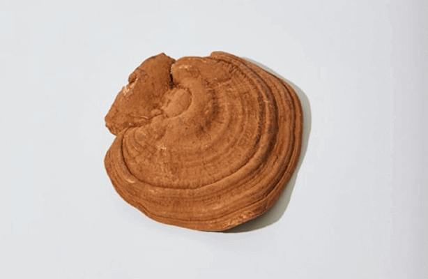 The power of chaga and reishi mushroom