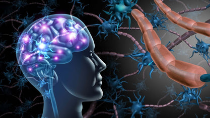 Gut brain axis