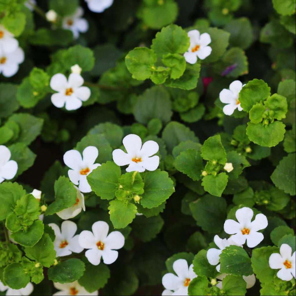 Bacopa monnieri (Brahmi) High Strength