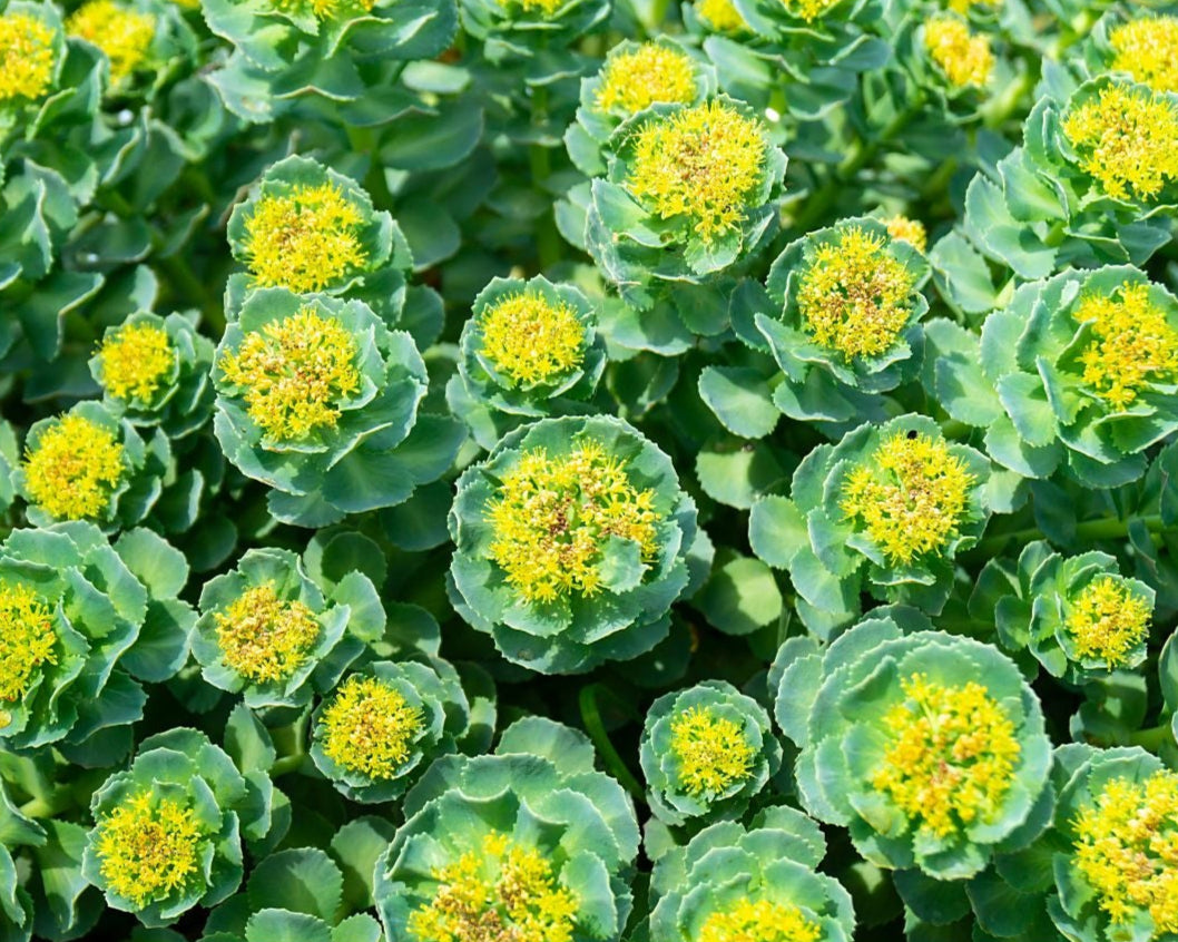 Key ingredient image