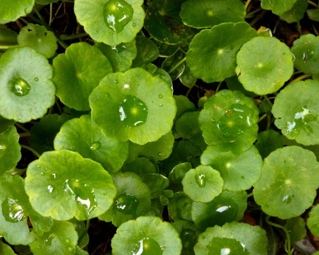 Key ingredient image