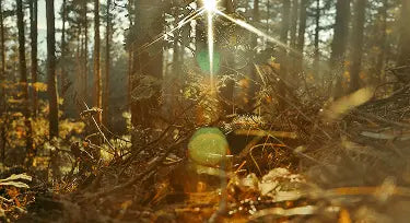 Sun light going through the forest trees 