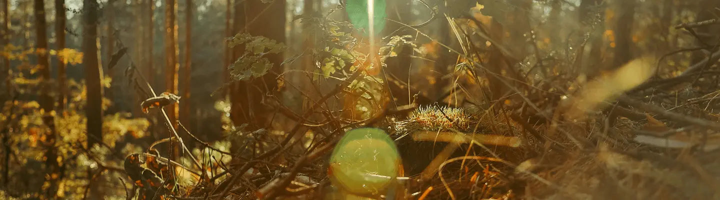 sunlight going through trees in the forest to express nature