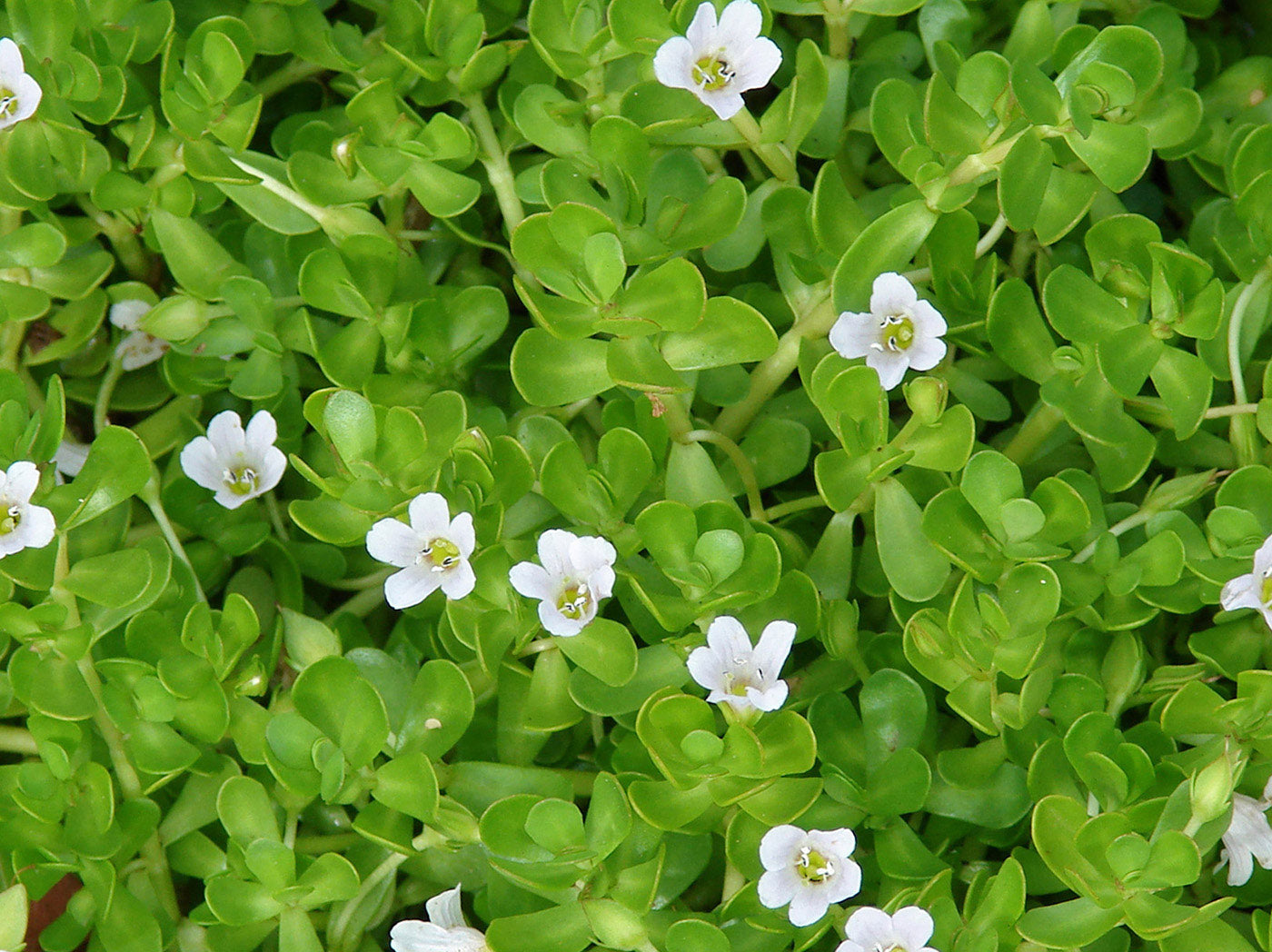 Key ingredient image